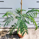 Albízia ružová (Albizia Julibrissin) ´TROPICAL DREAM´® - výška 30-50 cm, kont. C2L